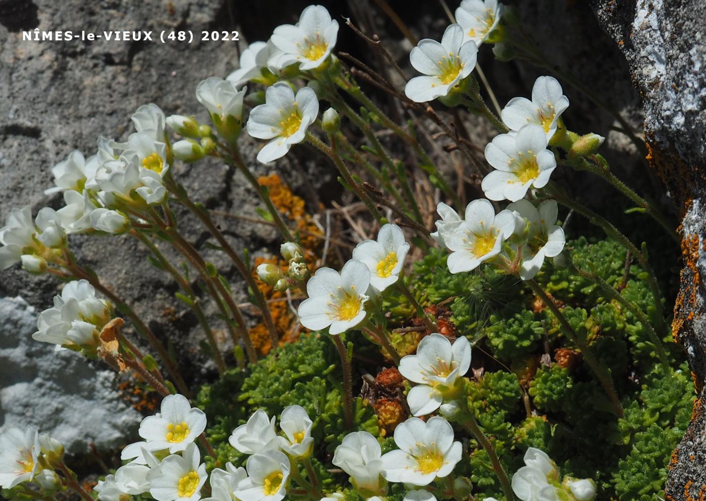 Saxifrage of the Cvennes flower